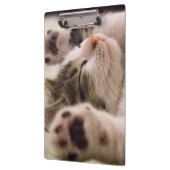 愛らしい眠れる子猫 クリップボード (左)