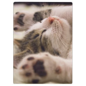愛らしい眠れる子猫 クリップボード (裏面)