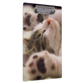 愛らしい眠れる子猫 クリップボード (右)