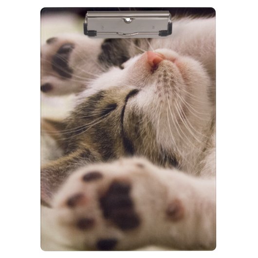愛らしい眠れる子猫 クリップボード (正面)