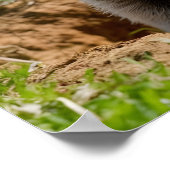 愛らしい笑顔を浮かび上がるグラウンドホッグ ポスター (角)