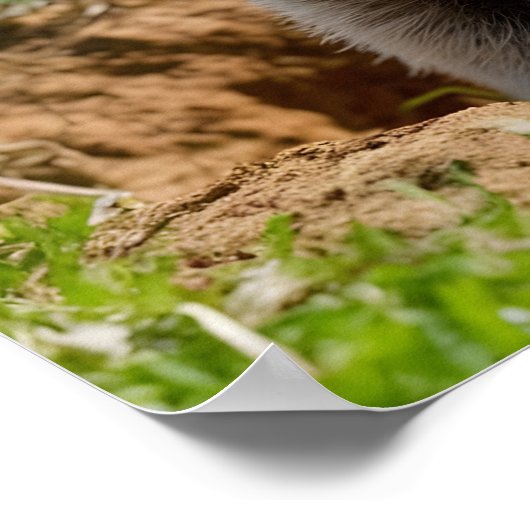 愛らしい笑顔を浮かび上がるグラウンドホッグ ポスター (角)