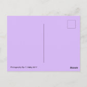 愛らしい紫の花はがき ポストカード (裏面)