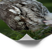 愛らしい絶叫フクロウのポスター ポスター (角)