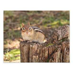 愛らしい脂肪質および柔らかいシマリス フォトプリント