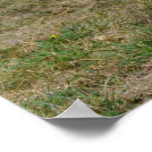 愛らしい英語コッカースパニエル犬 ポスター (角)