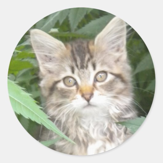 愛らしい虎猫キッテン ラウンドシール (正面)