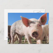 愛らしい豚のオインク ポストカード (正面/裏面)