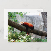 愛らしい赤いパンダの動物怠け者おもしろい ポストカード (正面/裏面)