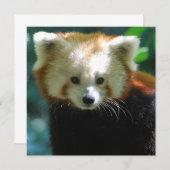 愛らしい赤いパンダ招待状 招待状 (正面/裏面)