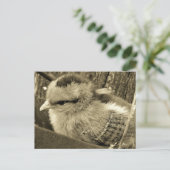 愛らしい遊雛の庭 ポストカード (スタンド正面)