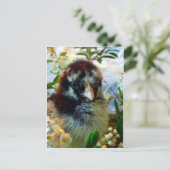 愛らしい銀のレースのコチンチック花 ポストカード (スタンド正面)