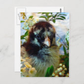 愛らしい銀のレースのコチンチック花 ポストカード (正面/裏面)