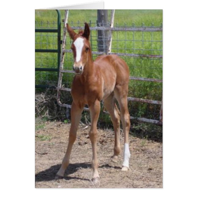 愛らしい雌の子馬 (正面)