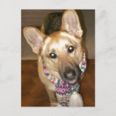 愛らしい黒褐色のドイツの羊飼い ポストカード (正面)