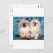 愛らしい「ハグme」ペルシャ猫 ポストカード (正面/裏面)