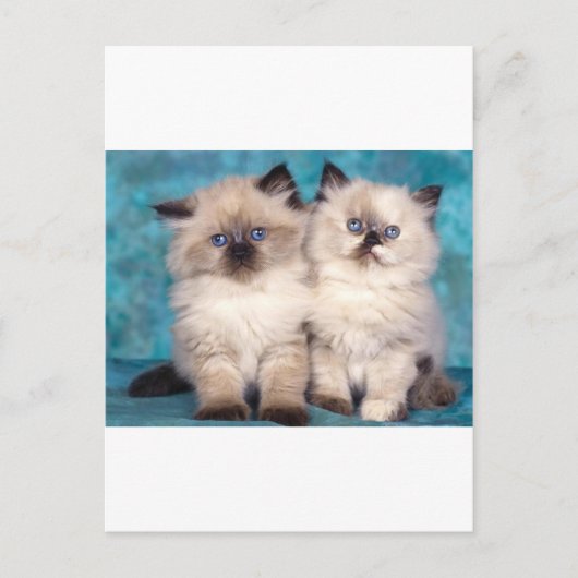 愛らしい「ハグme」ペルシャ猫 ポストカード (正面)