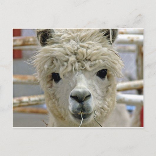 愛らしい ポストカード (正面)