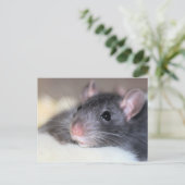 愛らしい ポストカード (スタンド正面)