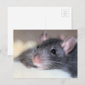 愛らしい ポストカード (正面/裏面)