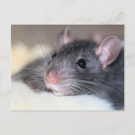 愛らしい ポストカード (正面)