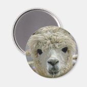 愛らしい マグネット (正面/裏面)