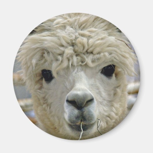 愛らしい マグネット (正面)