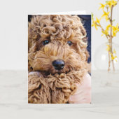 愛らしいcockerpooの挨拶状 カード (黄色い花)