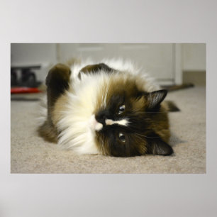 愛らしいManx Ragdoll猫ポスター ポスター