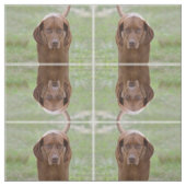 愛らしいVizsla ファブリック (見本)