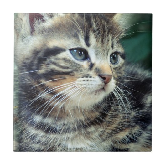 愛らしくかわいい子ネコ タイル (正面)