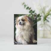 愛らしく長い毛の救助犬 ポストカード (スタンド正面)