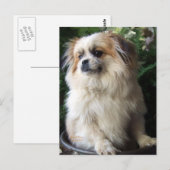 愛らしく長い毛の救助犬 ポストカード (正面/裏面)