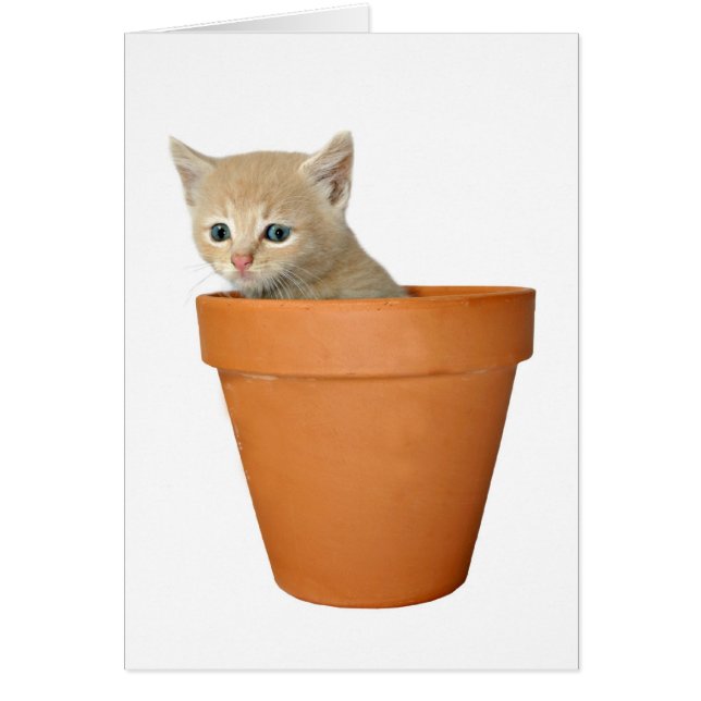 愛を植え付ける (正面)