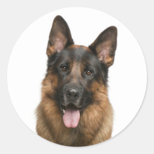 愛ジャーマン・シェパードの小犬のステッカー ラウンドシール