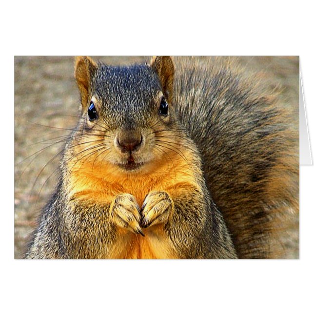 愛リス_ (正面横)