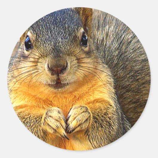 愛リス_ ラウンドシール (正面)