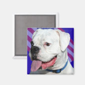 愛国的な白いボクサーの磁石 マグネット (正面/裏面)