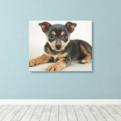 愛情のこもった目をした非常にかわいい子犬 キャンバスプリント (インサイチュ (ウッドフロア))
