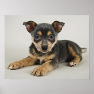 愛情のこもった目をした非常にかわいい子犬 ポスター