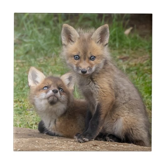 愛情のこもった目 タイル (正面)