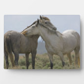 愛情を確かめる野生の馬 フォトプラーク (正面)