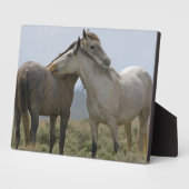 愛情を確かめる野生の馬 フォトプラーク (側面)