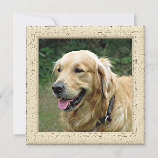 愛犬からのフォトカード 案内状 (正面)