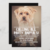 愛犬のパーティー撮影招待状 招待状 (正面/裏面)