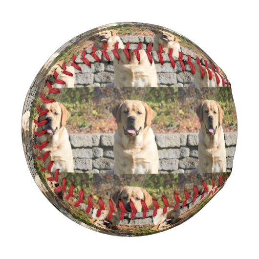 愛犬の写真 野球ボール (正面左)