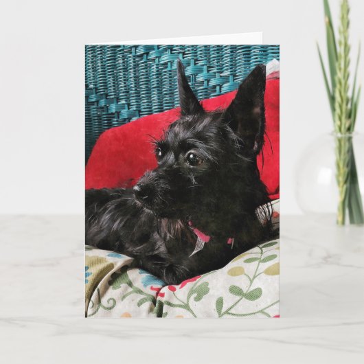 愛犬グリーティングカード カード (正面)
