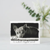 愛犬家のチワワの写真 ポストカード (スタンド正面)