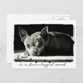 愛犬家のチワワの写真 ポストカード (正面/裏面)