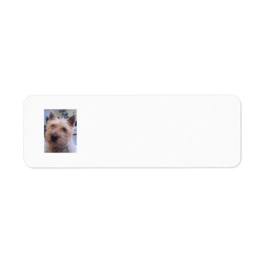 愛犬家差出人住所ラベル ラベル (正面)